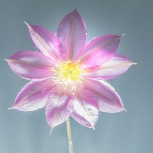 Meet your Posher, Inna